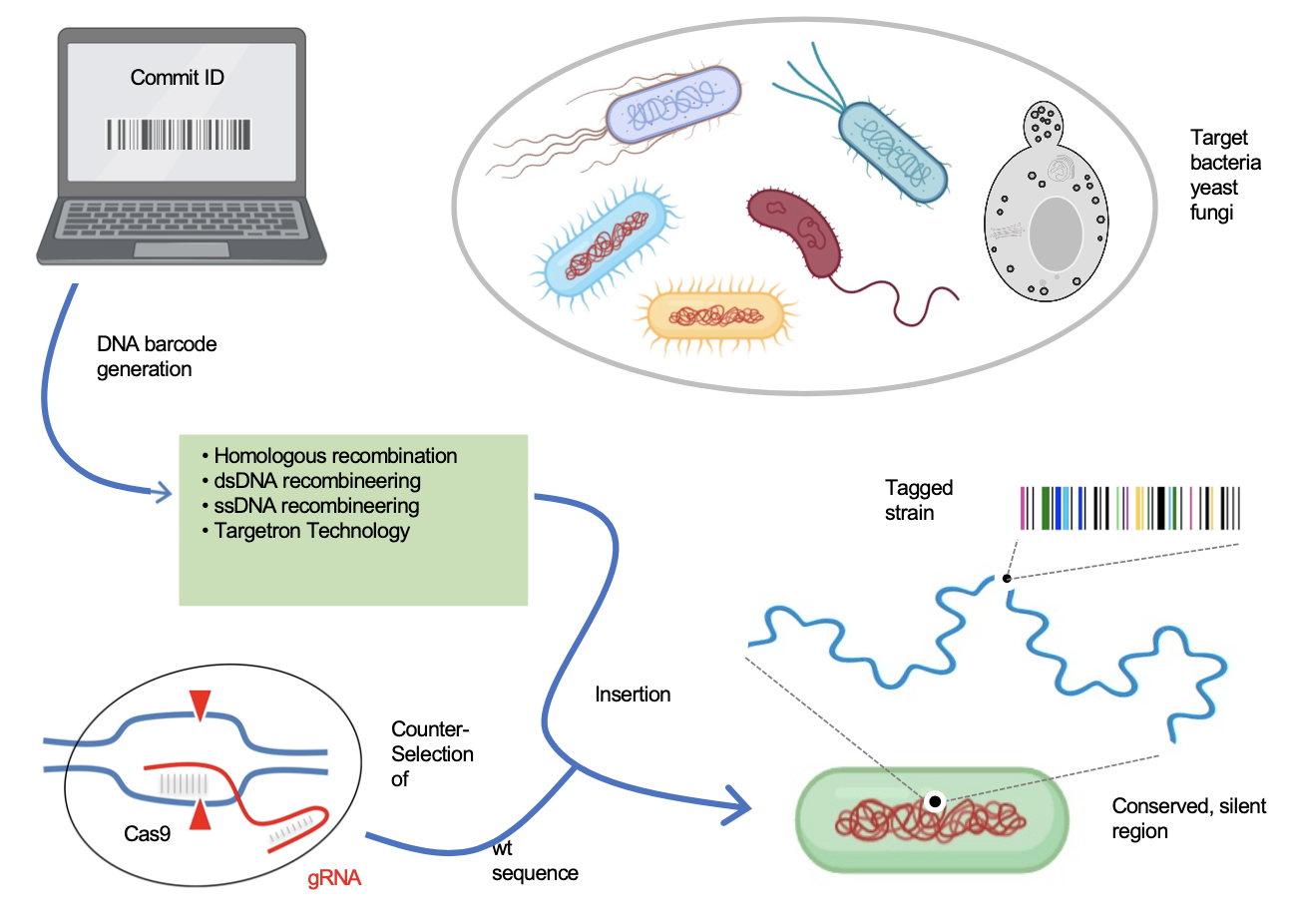 Trustworthy cell engineering makes it to the news