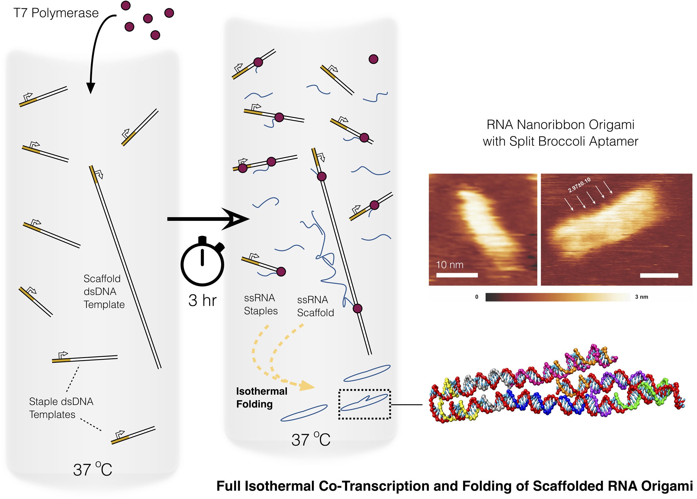 Dr. Emanuela Torelli - Senior Transitional Fellow in NanoBio Technology